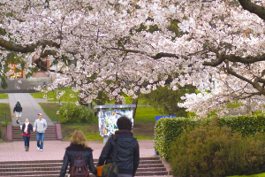 桜が綺麗なキャンパスで有名です