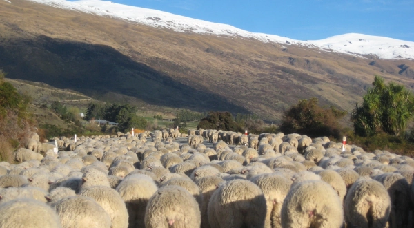 ニュージーランドの羊群