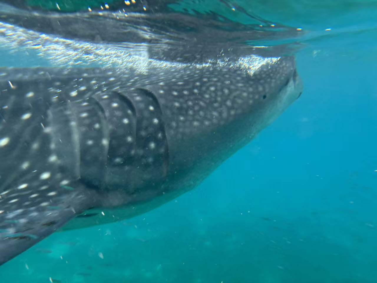 オスロブの海を泳ぐジンベイザメ