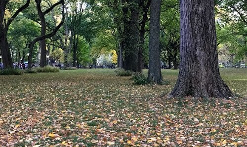 ニューヨークで感じる季節の気候と服装の準備 留学スクエア ニューヨークで感じる季節の気候と服装の準備 留学スクエア